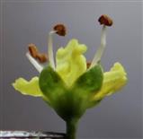  Flower-Lateral view